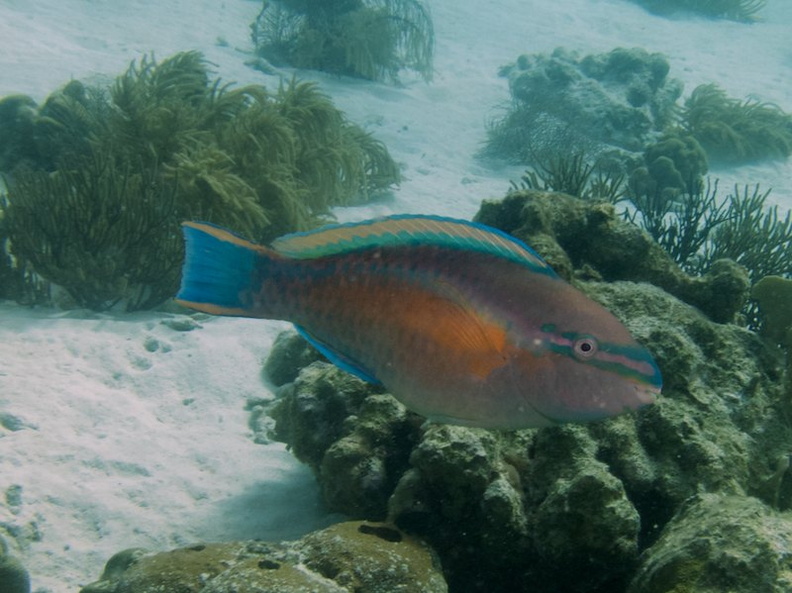 Princess Parrotfish IMG_5580.jpg